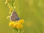 Motyl, Modraszek, Żółte, Kwiaty, Owad