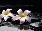 SPA, Plumeria