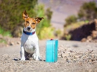 Pies, Jack Russell, Terrier, Podróżnik, Walizka, Droga