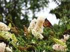 Budleja, Motyl, Monarch, Ogród