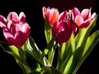 Tulipany