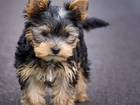 Pies, Yorkshire Terrier