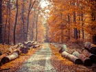 Jesień, Las, Droga, Ścięte, Pnie, Drzew