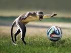 Małpa, Piłka, Trawa, Futbol, Śmieszne