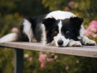 Pies, Border, Collie, Ławka