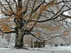 Zima, Park, Ośnieżone, Drzewo