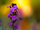 Kwiaty, Lunaria, Rosa