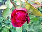 Róża, Ogrodowa