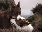 Psy, Border Collie, Wrzos