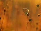 Motyl, Modraszek, Rośliny