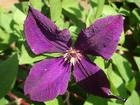 Kwiat, Clematis