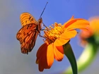 Motyl, Kwiat, Makro