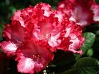 Rododendron, Czerwony, Kwiat, Zbliżenie