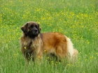 Duży, Leonberger