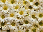 Białe, Kwiaty, Margerytka