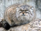 Manul, Skała