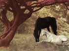 Konie, Las, Drzewa