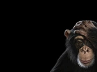 Małpa, Szympans