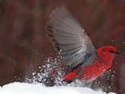 Czerwony, Ptak, Śnieg