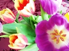 Tulipany, Żółto, Czerwone, Fioletowe