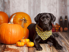 Pies, Chusteczka, Dynie, Halloween