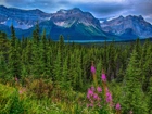 Góry, Lasy, Łąka, Jasper, Kanada