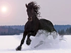 Czarny, Koń, Śnieg
