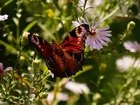 Siedzący , Motyl, Astry