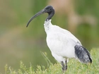 Biały, Ibis