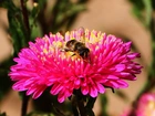 Chryzantema, Pszczoła