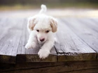 Szczeniak, Labrador Retriever, Deski