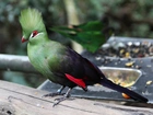 Ptak, Turaco