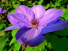 Przyroda, Kwiaty, Clematis