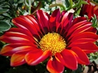 Kwiat, Czerwona, Gazania