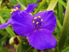 Fioletowy, Kwiat, Trzykrotka, Wirginijska