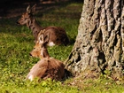 Białowieski, Park, Narodowy, Jelonki, Rozmycie