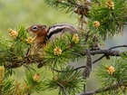 Chipmunk, Gałąź, Szyszki