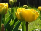 Żółte, Tulipany, Kwiaty, Wiosenne
