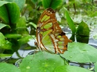 Malachitowy Motyl, Woda, Liście