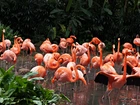 Flamingi, Staw, ZOO