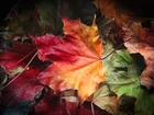 Jesień, Kolorowe, Liście, Klonu