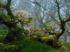 Las, Drzewa, Mech, Jesień, Park Narodowy Dartmoor, Devon, Anglia