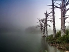 Mgła, Jezioro, Brzeg, Suche Drzewa