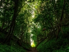 Las, Drzewa, Ścieżka