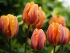 Tulipany