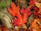 Jesień, Kłody, Drzewa, Liście