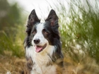 Pies, Border Collie, Trawa, Rozmycie