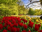 Park, Tulipany