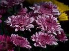 Biało, Purpurowe, Chryzantemy