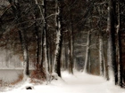 Las, Drzewa, Śnieg, Zima